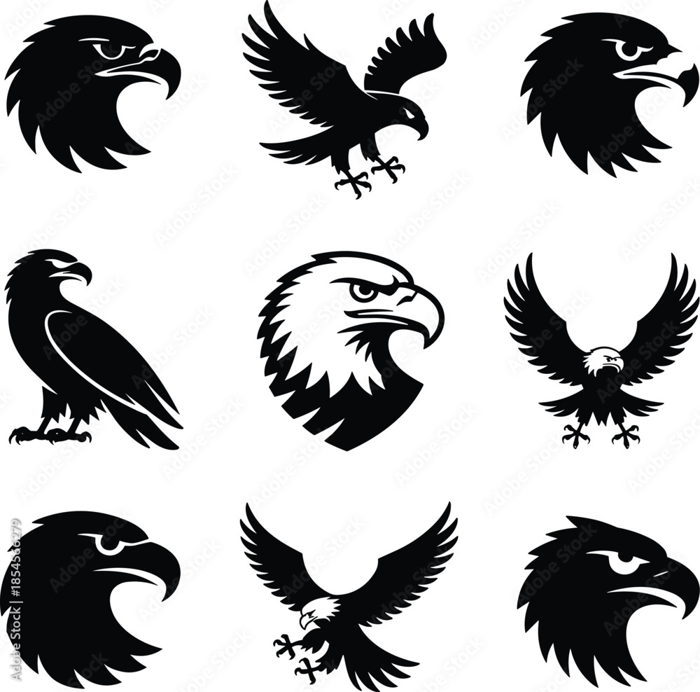 Fototapeta premium Seven black eagle in different poses bird wildlife