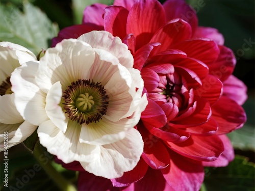 Dahlia Collarete and anemone