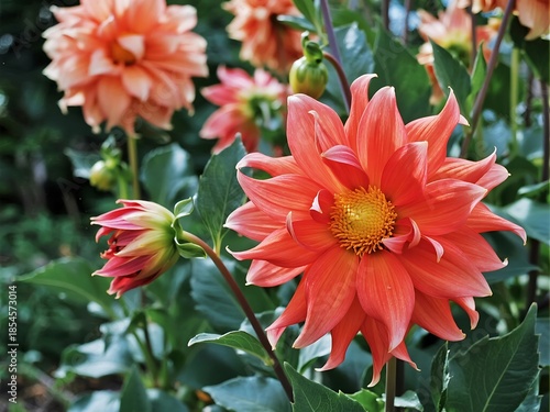 Dahlia Collarete and anemone