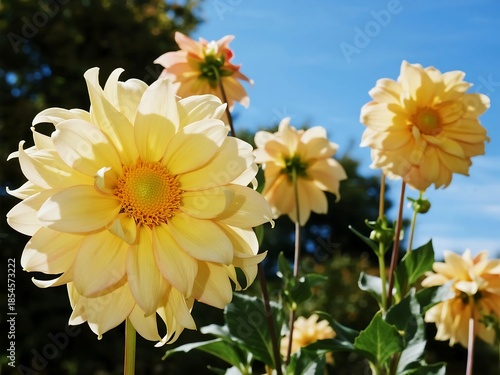 Dahlia Collarete and anemone