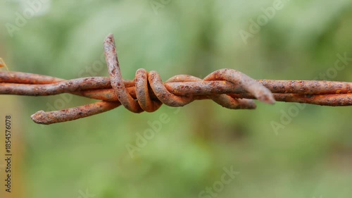 Rusted barbed wire fills the frame as a small red ant crawls along twisted metal, sharp textures contrasting with blurred green vegetation behind. Survival instinct.