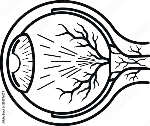 Simple black and white illustration depicting the internal anatomy of the human eye