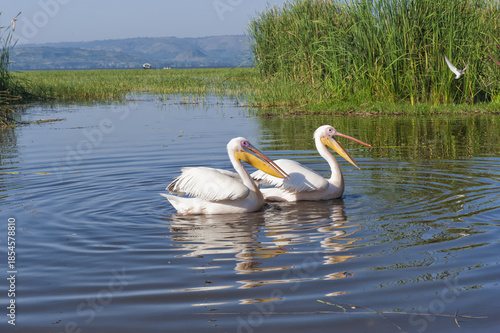 White pelicans (Pelecanus onocrotalus), Awasa harbor, Ethiopia