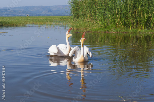 White pelicans (Pelecanus onocrotalus), Awasa harbor, Ethiopia
