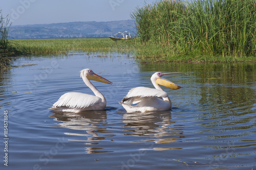 White pelicans (Pelecanus onocrotalus), Awasa harbor, Ethiopia