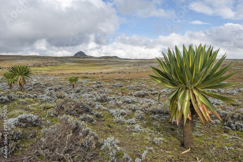 Bale mountains national park, Giant lobelia (Lobelia rhynchopetalum), Southern Ethiopia