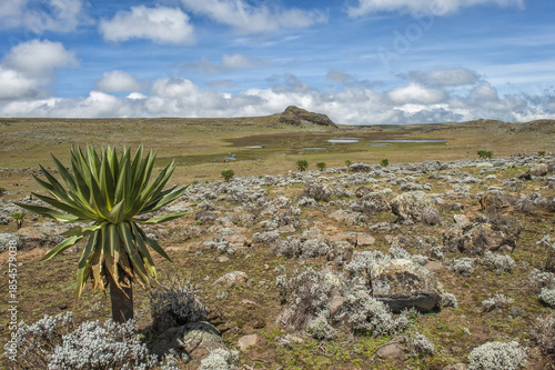Bale mountains national park, Giant lobelia (Lobelia rhynchopetalum), Southern Ethiopia