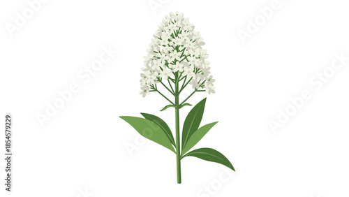 Detailed botanical drawing of a tall cluster of small white flowers on a green stem with broad leaves at the base.