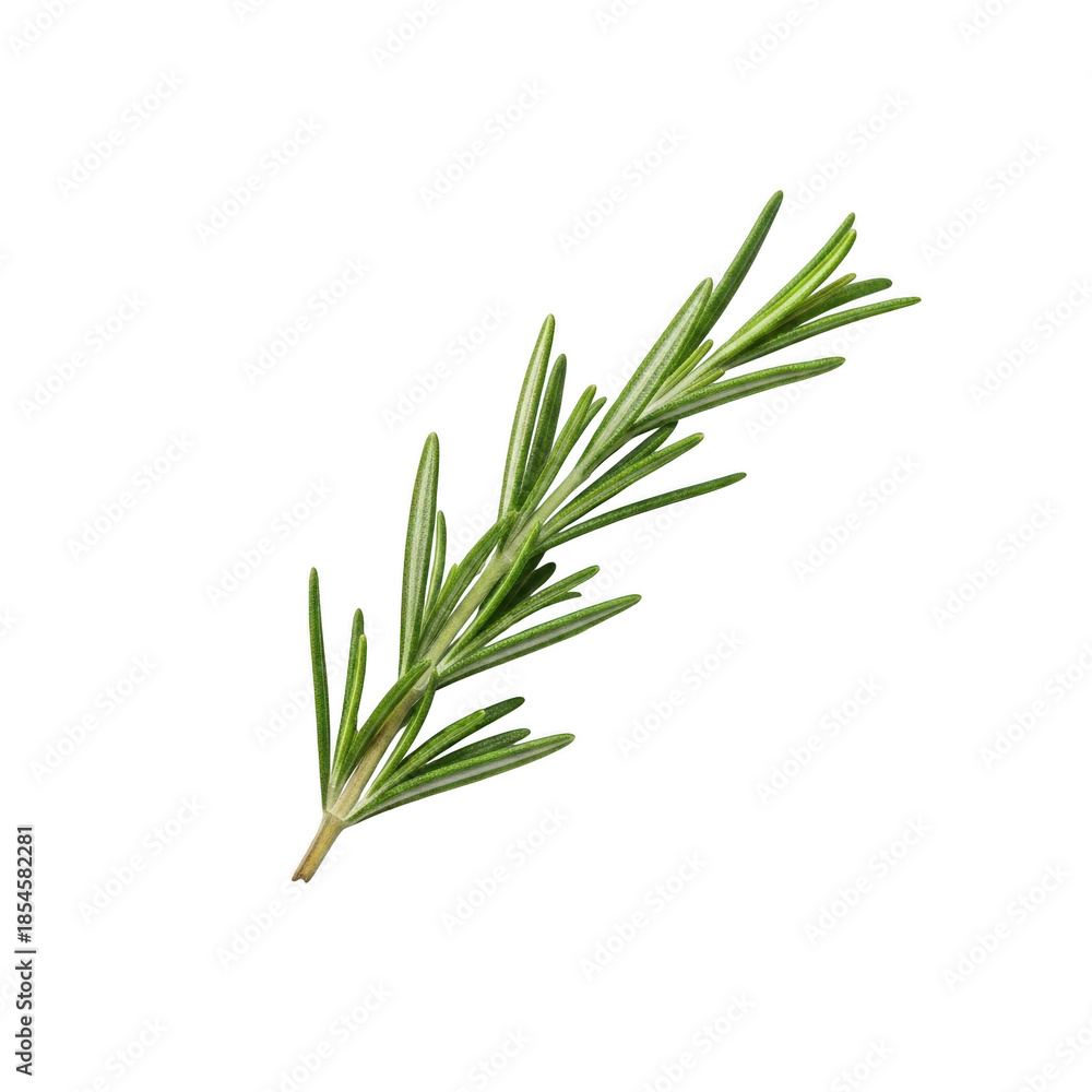Fototapeta premium Fresh Rosemary Sprig Isolated on transparent background, Culinary Herb and Aromatic Plant