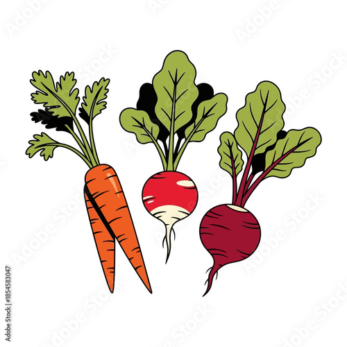 Carrots and Beets Root Vegetables Illustration.