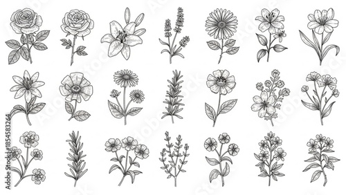 Botanical Wildflower Engraving Elements Vector