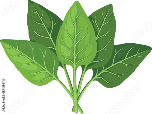 Fresh green spinach leaves illustration isolated on white background, healthy organic vegetable concept for nutrition, vegan food, agriculture design