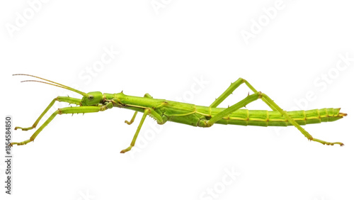 Green spiny stick insect isolated PNG, Phasmatodea or walking stick bug on transparent background, camouflage arthropod for biology and nature studies