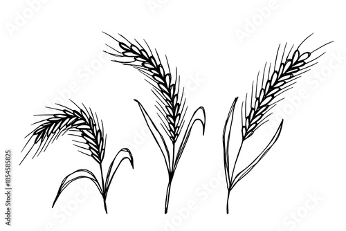 Set of hand drawn cereal wheat oat rye barley rice ears spikelet clipart Organic wheat bread agriculture farming harvest healthy food Single element for design print packaging label decor