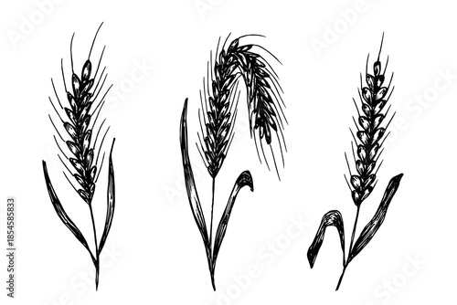 Set of hand drawn cereal wheat oat rye barley rice ears spikelet clipart Organic wheat bread agriculture farming harvest healthy food Single element for design print packaging label decor