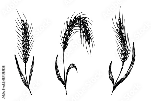 Set of hand drawn cereal wheat oat rye barley rice ears spikelet clipart Organic wheat bread agriculture farming harvest healthy food Single element for design print packaging label decor