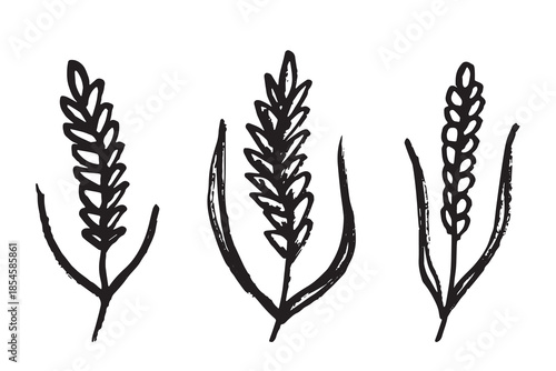 Set of hand drawn cereal wheat oat rye barley rice ears spikelet clipart Organic wheat bread agriculture farming harvest healthy food Single element for design print packaging label decor