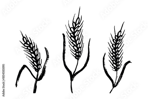 Set of hand drawn cereal wheat oat rye barley rice ears spikelet clipart Organic wheat bread agriculture farming harvest healthy food Single element for design print packaging label decor