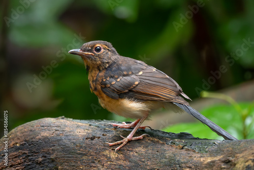 White-rumped Shama - Copsychus malabaricus, beautiful iconic perching bird from Asian forests, Vietnam.
