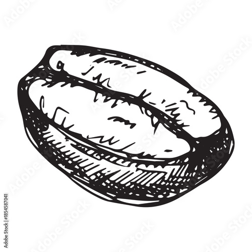 Hand drawn fresh roasted coffee bean Arabica robusta seed doodle Single element for print, web, design, decor