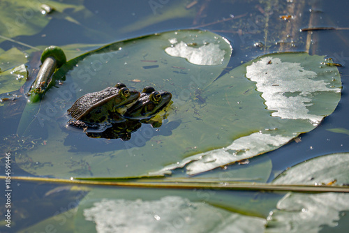 Zwei Frösche sitzen dicht beieinander auf einem Seerosenblatt, als hätten sie sich für diesen Moment verabredet.
