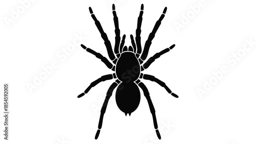 Detailed black spider illustration with eight legs a striking silhouette