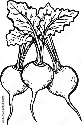 Fresh radishes with leaves