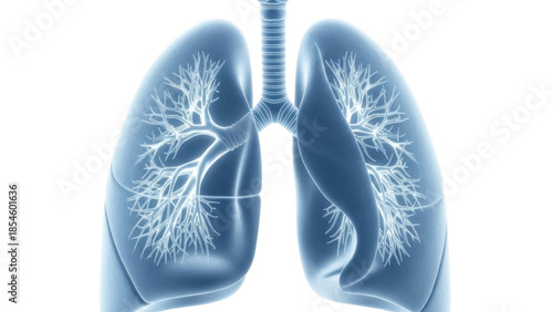 Obraz na płótnie Human lungs PNG isolated on transparent background, anatomical organ for medical