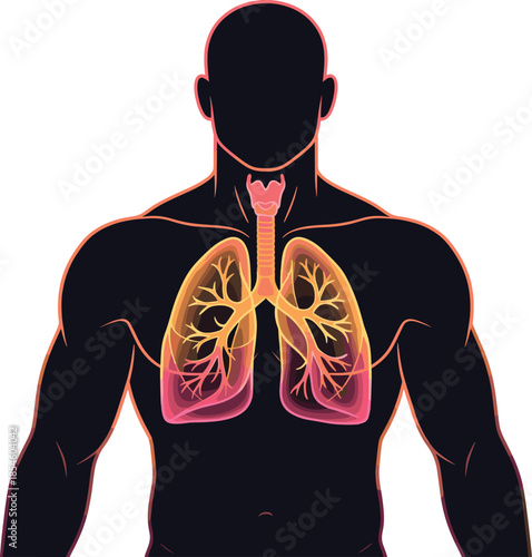 Human Respiratory System Anatomy Illustration Showing Lungs Trachea and Bronchi Internal Organ Silhouette for Medical Education Healthcare and Wellness Concept Design