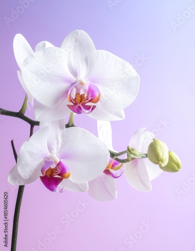 White Orchid Blossoms on Lilac
