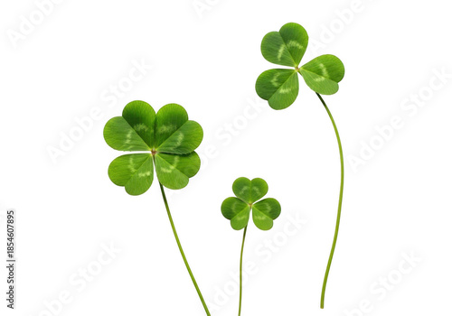Three green four leaf clover stems with leaves isolated on white background for st patricks day