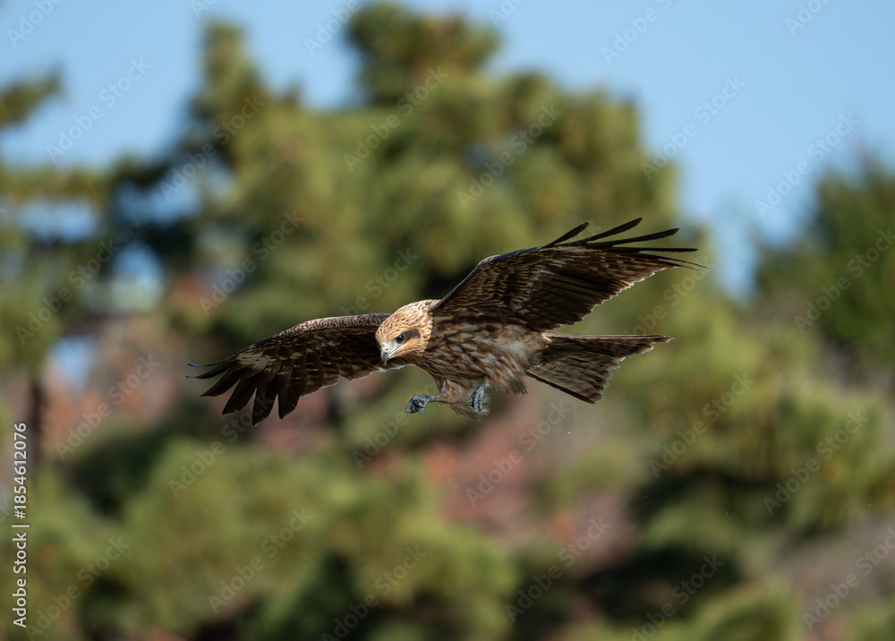 Naklejka premium 空を飛ぶトビ 