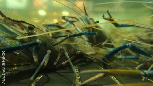 Live prawns move and overlap inside a water-filled holding tank. Fresh seafood storage in a seafood market or restaurant, live shellfish handling, freshness, and coastal food culture.