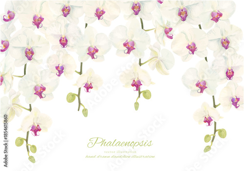 水彩で描いた胡蝶蘭のイラスト