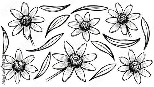 Hand-drawn illustration of delicate daisy flowers and scattered petals, perfect for artistic and floral designs