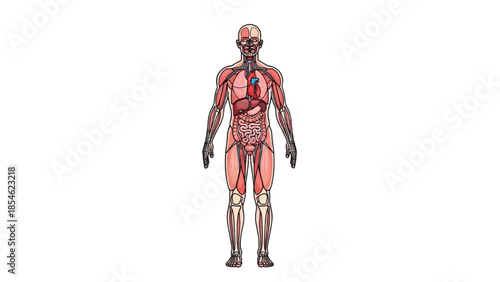 Detailed anatomical illustration of human muscular system viewed from front