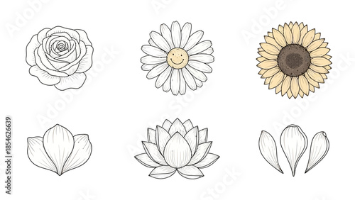 Hand drawn floral collection featuring rose daisy sunflower lotus and petal studies