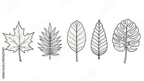 Hand drawn botanical leaf outline collection showcasing diverse leaf shapes and styles
