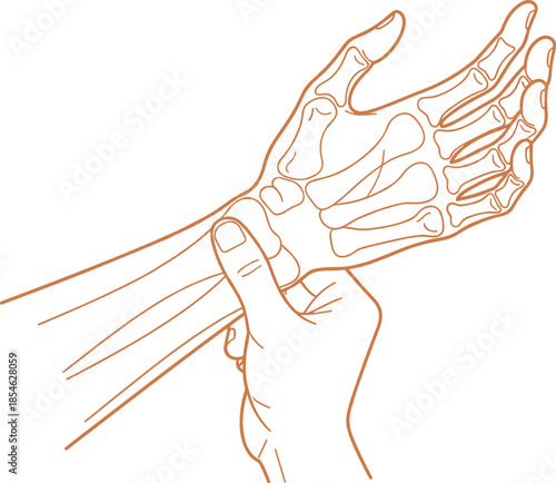 Human hand bone anatomy line illustration, skeletal structure of wrist and fingers, medical education, anatomy study, minimalist outline drawing
