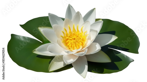 Elegant water lily with yellow center isolated PNG, aquatic flower on transparent background for botanical designs and summer projects