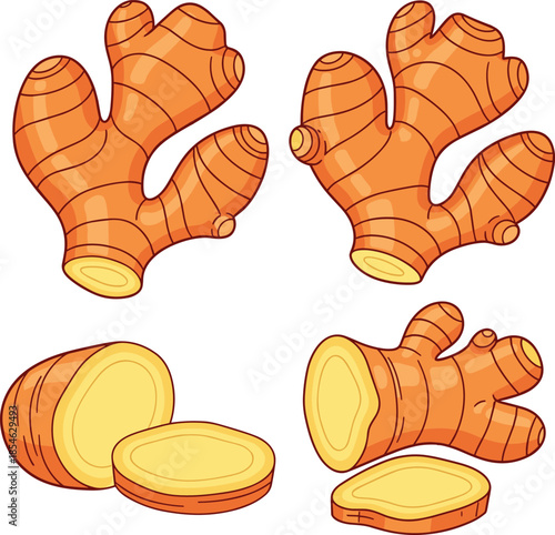 Fresh ginger root vegetable vector illustration set isolated on white background featuring whole rhizomes and sliced sections for healthy cooking food design
