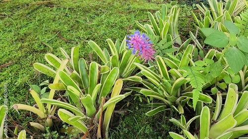 Vibrant Purple Flowers Growing Among Green Foliage for Gardens. Beautiful Blooming Plants with Colorful Flowers for Landscaping. Lush Green Plants with Bright Purple Flowers for Outdoor Spaces. 
