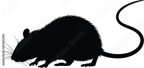 Rat silhouette, side profile, long tail, whiskers detail, black outline, flat vector, rodent shape, animal study illustration