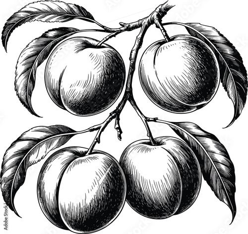 Vintage Black and White Illustration of Four Peaches on a Branch Keywords: peaches, fruit, vintage, illustration, black and white