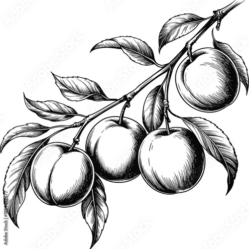 Vintage Engraved Illustration of a Branch with Four Ripe Apples and Green Leaves fruit tree