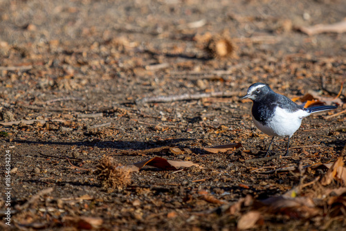 地面を歩くセグロセキレイ