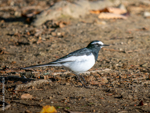 地面を歩くセグロセキレイ