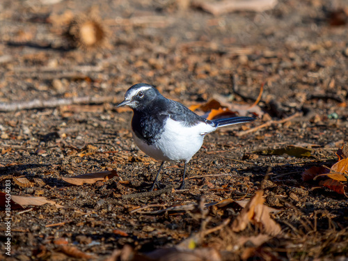 地面を歩くセグロセキレイ