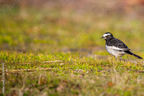 地面を歩くセグロセキレイ