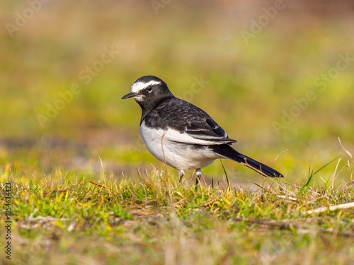 地面を歩くセグロセキレイ